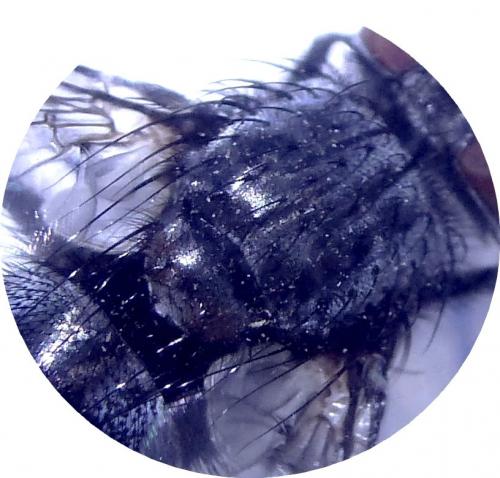 Dinera sp.
